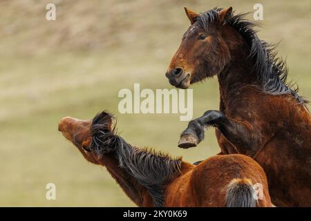 Am 28. April 2022 werden Wildpferde am Cincar Mountain in Livno, Bosnien und Herzegowina, gesehen. Foto: Armin Durgut/PIXSELL Stockfoto