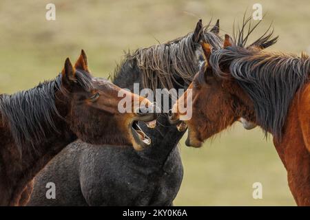 Am 28. April 2022 werden Wildpferde am Cincar Mountain in Livno, Bosnien und Herzegowina, gesehen. Foto: Armin Durgut/PIXSELL Stockfoto