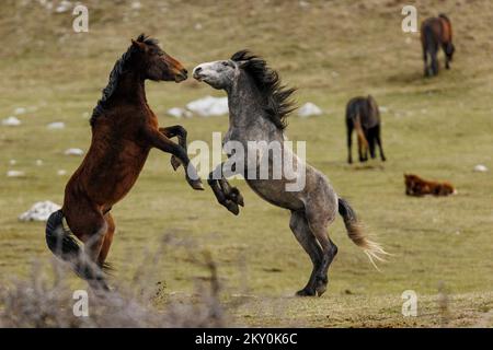 Am 28. April 2022 werden Wildpferde am Cincar Mountain in Livno, Bosnien und Herzegowina, gesehen. Foto: Armin Durgut/PIXSELL Stockfoto