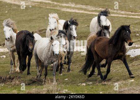 Am 28. April 2022 werden Wildpferde am Cincar Mountain in Livno, Bosnien und Herzegowina, gesehen. Foto: Armin Durgut/PIXSELL Stockfoto