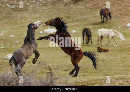 Am 28. April 2022 werden Wildpferde am Cincar Mountain in Livno, Bosnien und Herzegowina, gesehen. Foto: Armin Durgut/PIXSELL Stockfoto