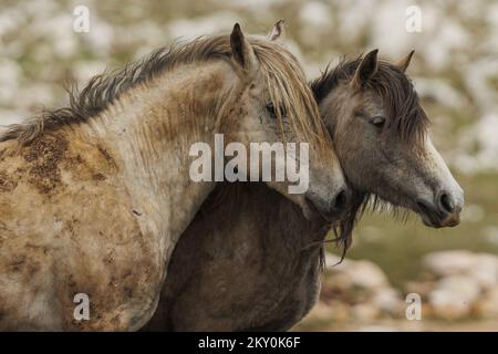 Am 28. April 2022 werden Wildpferde am Cincar Mountain in Livno, Bosnien und Herzegowina, gesehen. Foto: Armin Durgut/PIXSELL Stockfoto