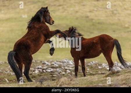 Am 28. April 2022 werden Wildpferde am Cincar Mountain in Livno, Bosnien und Herzegowina, gesehen. Foto: Armin Durgut/PIXSELL Stockfoto