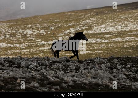 Am 28. April 2022 werden Wildpferde am Cincar Mountain in Livno, Bosnien und Herzegowina, gesehen. Foto: Armin Durgut/PIXSELL Stockfoto