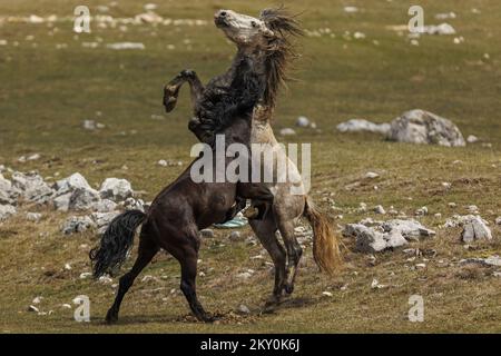 Am 28. April 2022 werden Wildpferde am Cincar Mountain in Livno, Bosnien und Herzegowina, gesehen. Foto: Armin Durgut/PIXSELL Stockfoto