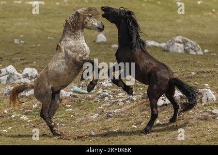 Am 28. April 2022 werden Wildpferde am Cincar Mountain in Livno, Bosnien und Herzegowina, gesehen. Foto: Armin Durgut/PIXSELL Stockfoto