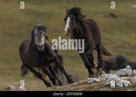 Am 28. April 2022 werden Wildpferde am Cincar Mountain in Livno, Bosnien und Herzegowina, gesehen. Foto: Armin Durgut/PIXSELL Stockfoto