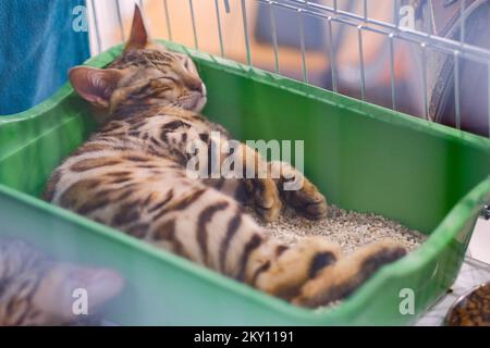 Katzenbesitzer zusammen mit ihren Haustieren auf der International Cat Show, die am 21. Mai 2022 in der Sporthalle Martinovka in Zagreb, Kroatien, stattfindet. Die vom Felis Croatia Cat Club (KMFC) organisierte Internationale Cat Show, derzeit der größte felinologische Club in Kroatien in Bezug auf die Anzahl aktiver Züchter von Katzenrassen, findet am Wochenende des 21. Und 22. Mai in der Martinovka Sports Hall in FER statt. KMFC ist Mitglied der World Feline Association, World Cat Federation (WCF). Foto: Tomislav Miletic/PIXSELL Stockfoto