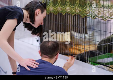 Katzenbesitzer zusammen mit ihren Haustieren auf der International Cat Show, die am 21. Mai 2022 in der Sporthalle Martinovka in Zagreb, Kroatien, stattfindet. Die vom Felis Croatia Cat Club (KMFC) organisierte Internationale Cat Show, derzeit der größte felinologische Club in Kroatien in Bezug auf die Anzahl aktiver Züchter von Katzenrassen, findet am Wochenende des 21. Und 22. Mai in der Martinovka Sports Hall in FER statt. KMFC ist Mitglied der World Feline Association, World Cat Federation (WCF). Foto: Tomislav Miletic/PIXSELL Stockfoto