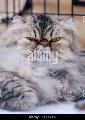 Katzenbesitzer zusammen mit ihren Haustieren auf der International Cat Show, die am 21. Mai 2022 in der Sporthalle Martinovka in Zagreb, Kroatien, stattfindet. Die vom Felis Croatia Cat Club (KMFC) organisierte Internationale Cat Show, derzeit der größte felinologische Club in Kroatien in Bezug auf die Anzahl aktiver Züchter von Katzenrassen, findet am Wochenende des 21. Und 22. Mai in der Martinovka Sports Hall in FER statt. KMFC ist Mitglied der World Feline Association, World Cat Federation (WCF). Foto: Tomislav Miletic/PIXSELL Stockfoto