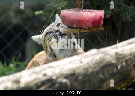 Ein Bobcat isst am 29. Juni 2022 ein gefrorenes Essen, um sich im ZOO von Osjek in Osjek, Kroatien, abzukühlen. Foto: Dubravka Petric/PIXSELL Stockfoto