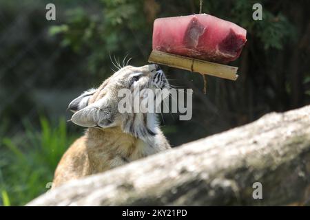 Ein Bobcat isst am 29. Juni 2022 ein gefrorenes Essen, um sich im ZOO von Osjek in Osjek, Kroatien, abzukühlen. Foto: Dubravka Petric/PIXSELL Stockfoto