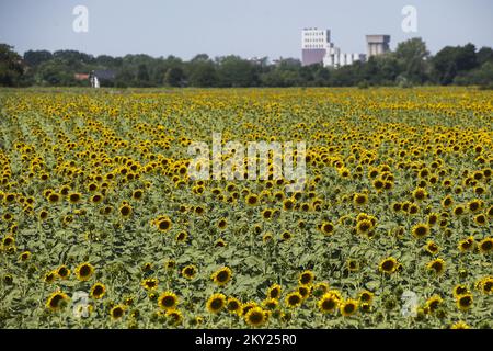 Ein Blick auf die Stadt Cakovec durch Felder von jungen Sonnenblumen, in Kroatien, am 04 2022. Juli. Foto: Vjeran Zganec Rogulja/PIXSELL Stockfoto