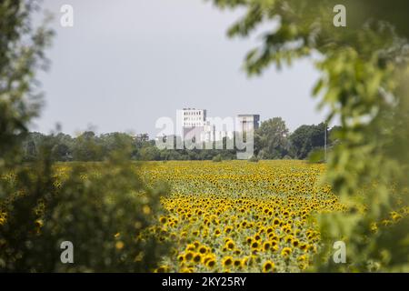 Ein Blick auf die Stadt Cakovec durch Felder von jungen Sonnenblumen, in Kroatien, am 04 2022. Juli. Foto: Vjeran Zganec Rogulja/PIXSELL Stockfoto