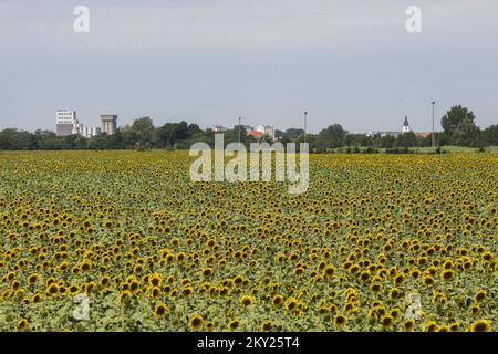 Ein Blick auf die Stadt Cakovec durch Felder von jungen Sonnenblumen, in Kroatien, am 04 2022. Juli. Foto: Vjeran Zganec Rogulja/PIXSELL Stockfoto