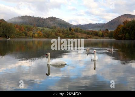 Familie Schwan am Lokvarsko-See bei Gorski Kotar, Kroatien am 4. Oktober 2022. Foto: Goran Kovacic/PIXSELL Stockfoto