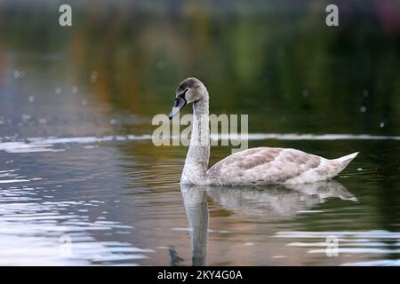 Familie Schwan am Lokvarsko-See bei Gorski Kotar, Kroatien am 4. Oktober 2022. Foto: Goran Kovacic/PIXSELL Stockfoto