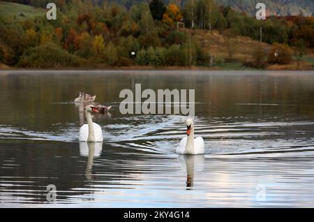 Familie Schwan am Lokvarsko-See bei Gorski Kotar, Kroatien am 4. Oktober 2022. Foto: Goran Kovacic/PIXSELL Stockfoto