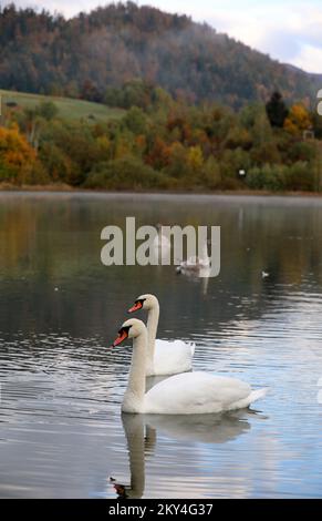 Familie Schwan am Lokvarsko-See bei Gorski Kotar, Kroatien am 4. Oktober 2022. Foto: Goran Kovacic/PIXSELL Stockfoto