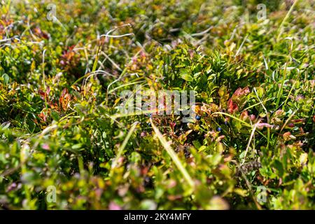 In den Bergen wachsen auch Blaubeeren. Stockfoto