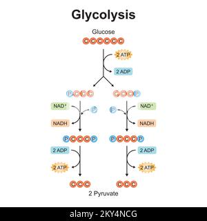 Wissenschaftliche Gestaltung von Glykolyseschritten. Umwandlung von Glucose in Pyruvat. Bunte Symbole. Vektordarstellung. Stock Vektor