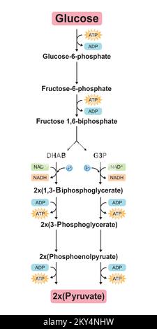 Wissenschaftliche Gestaltung von Glykolyseschritten. Umwandlung von Glucose in Pyruvat. Bunte Symbole. Vektordarstellung. Stock Vektor