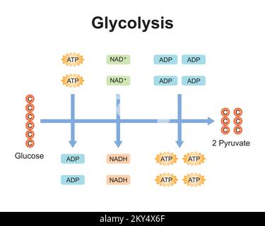 Wissenschaftliche Gestaltung von Glykolyseschritten. Umwandlung von Glucose in Pyruvat. Bunte Symbole. Vektordarstellung. Stock Vektor