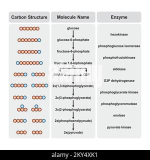 Wissenschaftliche Gestaltung von Glykolyseschritten. Umwandlung von Glucose in Pyruvat. Bunte Symbole. Vektordarstellung. Stock Vektor