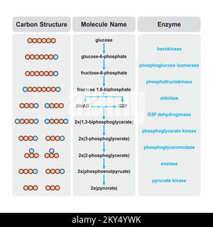 Wissenschaftliche Gestaltung von Glykolyseschritten. Umwandlung von Glucose in Pyruvat. Bunte Symbole. Vektordarstellung. Stock Vektor