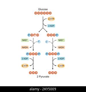 Wissenschaftliche Gestaltung von Glykolyseschritten. Umwandlung von Glucose in Pyruvat. Bunte Symbole. Vektordarstellung. Stock Vektor