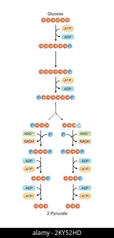 Wissenschaftliche Gestaltung von Glykolyseschritten. Umwandlung von Glucose in Pyruvat. Bunte Symbole. Vektordarstellung. Stock Vektor