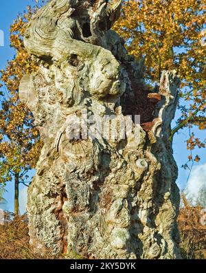 Toter Eichenbaum mit menschlichem Gesicht in der Cannock Chase Area of Outstanding Natural Beauty im Herbst Staffordshire England Großbritannien Stockfoto