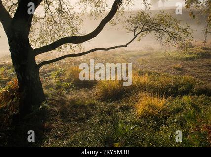 Herbstliche Farbtöne und Schattierungen von Silberbirke Cannock Chase Gebiet von Outstanding Natural Beauty Staffordshire Stockfoto