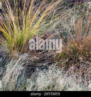 Flora wildes Gras Anzeige atemberaubende Farbe, Form und Textur im Herbst auf Cannock Chase Gebiet von außergewöhnlicher natürlicher Schönheit Staffordshire Stockfoto