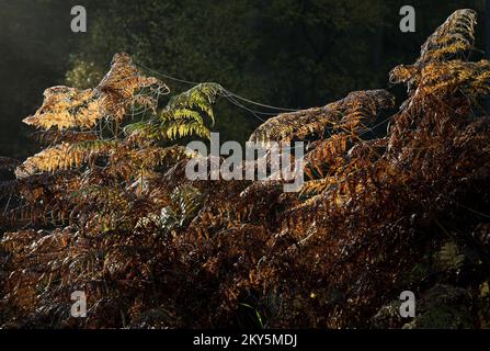 Wilde Farne atemberaubende goldene Wedel Gegenlicht im Herbst Cannock Chase Bereich der hervorragenden natürlichen Schönheit Staffordshire Stockfoto