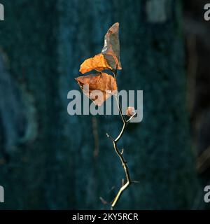 Buchenblätter im Herbst. Cannock Chase; Staffordshire AONB Stockfoto