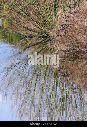 Landschaftsfotografie: Von Bäumen gesäumte Ränder der Wasserstraße, die sich im Wasser auf dem Shropshire und Worcester Kanal, einem British Waterways Kanal nahe Tixal, widerspiegeln Stockfoto
