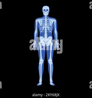 Röntgengerüst menschlicher Körper - Hände, Beine, Brust, Köpfe, Wirbel, Becken, Knochen Erwachsene Leute Röntgen Vorderansicht. 3D realistisches flaches blaues Farbkonzept Vektordarstellung der medizinischen Anatomie isoliert Stock Vektor