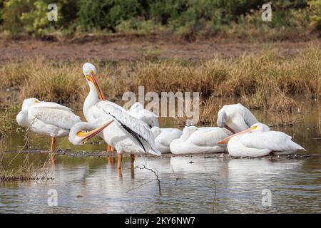 Eine Gruppe amerikanischer weißer Pelikane oder Pelecanus erythrorhynchos, die am See auf der Uferranch in Arizona ruhen. Stockfoto