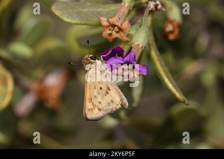 Feuriger Skipper oder Hylephila phyleus, der sich auf der Uferfarm in Arizona von Andersons Wüstendornblumen ernährt. Stockfoto