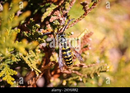 In Payson, Arizona, erwartet euch eine majestätische Königin aus Yellowjacke oder Vespula pensylvanica in einem immergrünen Busch. Stockfoto