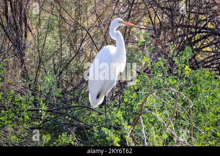 Großer Reiher oder Ardea Alba, der auf einem Baum auf der Uferranch in Arizona steht. Stockfoto