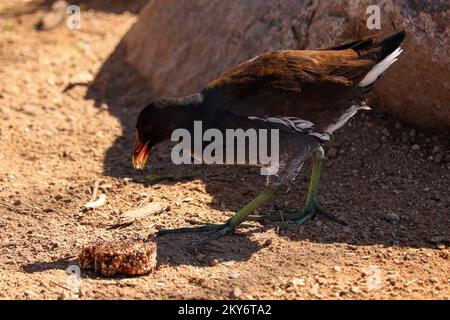 Gemeiner Moorhen oder Gallinula Chloropus, die sich von Vogelsamen im Veteran's Oasis Park in Arizona ernähren. Stockfoto