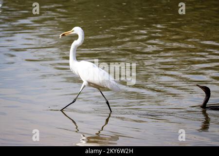 Auf der Uferranch in Arizona könnt ihr euch auf einer Blauzunge von der Ardea-Alba ernähren. Stockfoto