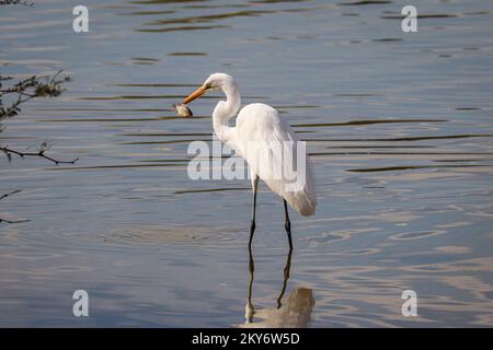 Großer Reiher oder Ardea Alba, die auf der Uferranch in Arizona einen Blauen Bären fallen lassen. Stockfoto