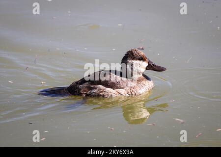 Weibliche Ruddy-Ente oder Oxyura jamaicensis beim Schwimmen auf der Uferfarm in Arizona. Stockfoto