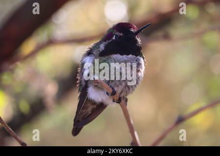 Männlicher Annas Kolibri oder Calypte anna, die auf einem Zweig auf der Uferfarm in Arizona sitzt. Stockfoto