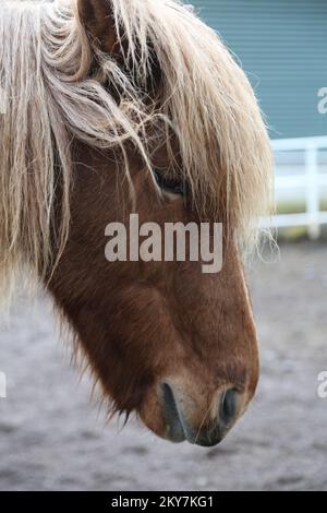 Isländischer Pferdekopf Stockfoto