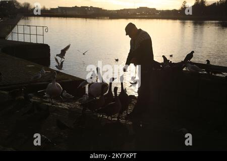 Schwäne füttern Stockfoto