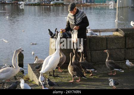 Schwäne füttern Stockfoto